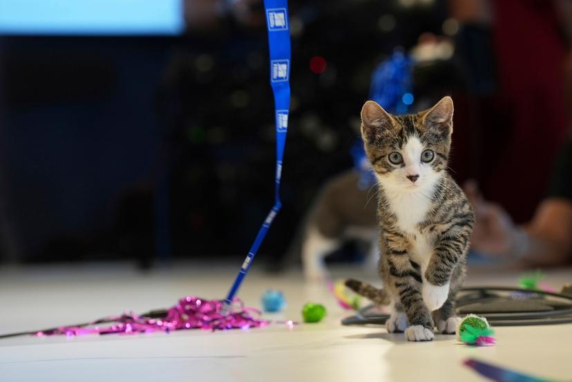 'Meatball the kitten'  