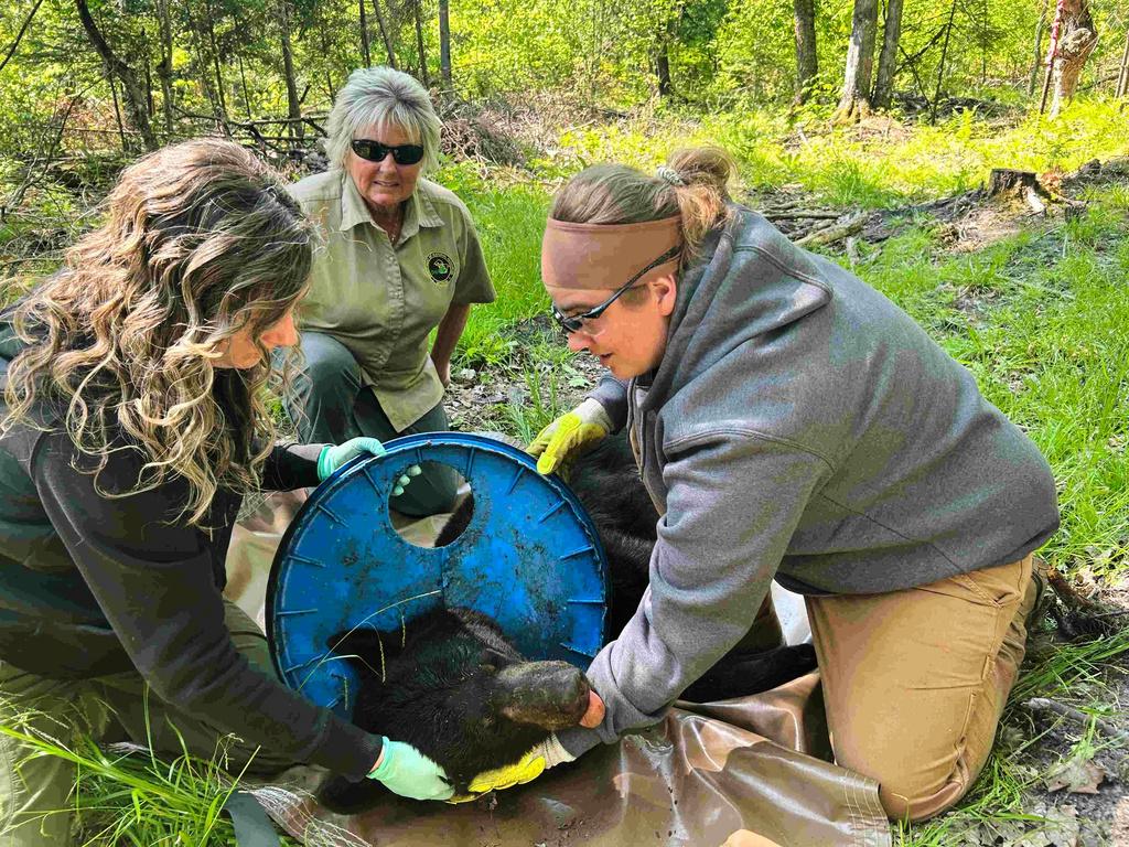 DNS staffers, from left, Angela Kujawa, Sherry Raifsnider and Miranda VanCleave work to remove a lid from the neck of an immobilized black bear near Hillman, Michigan