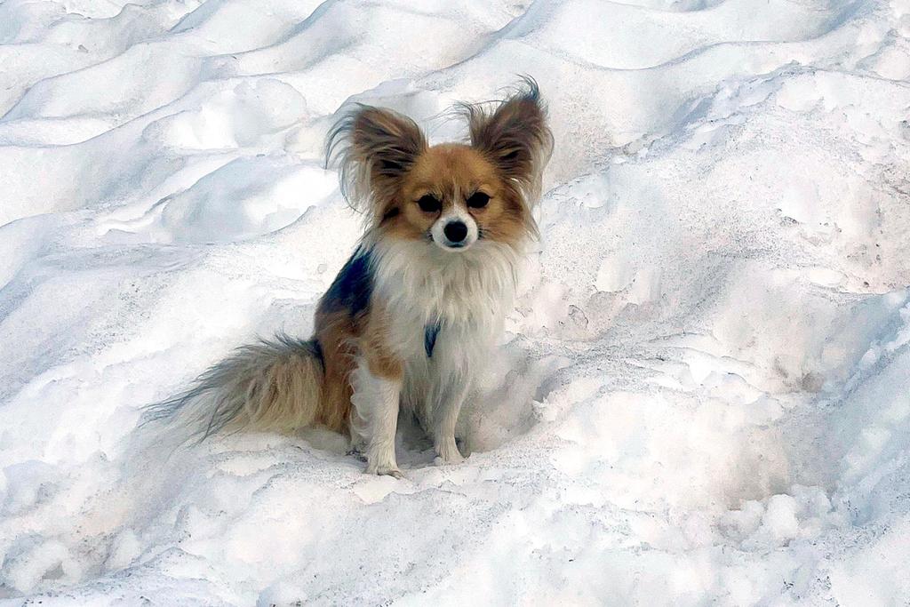 Chihuahua dog sits on snow awaiting owner's rescue