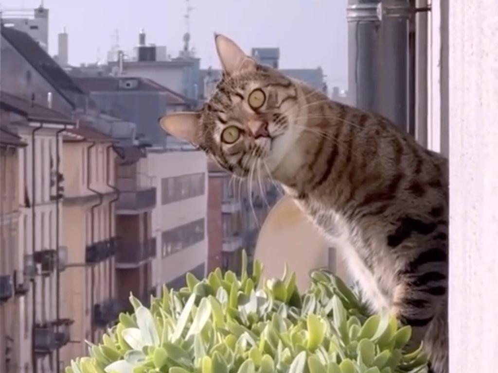 In the early days, it was a bit of a process trying to convince independent movie theaters to program Cat Video Fest. 