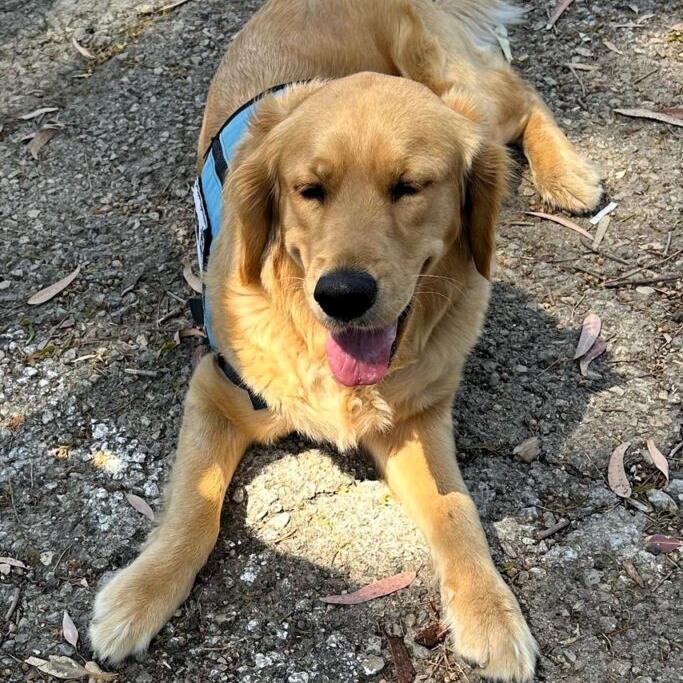 Jadah, funded by Rick Bloom, is serving as a therapy dog to an Israeli soldier suffering from Post Traumatic Stress Disorder after serving in the Israel-Hamas War