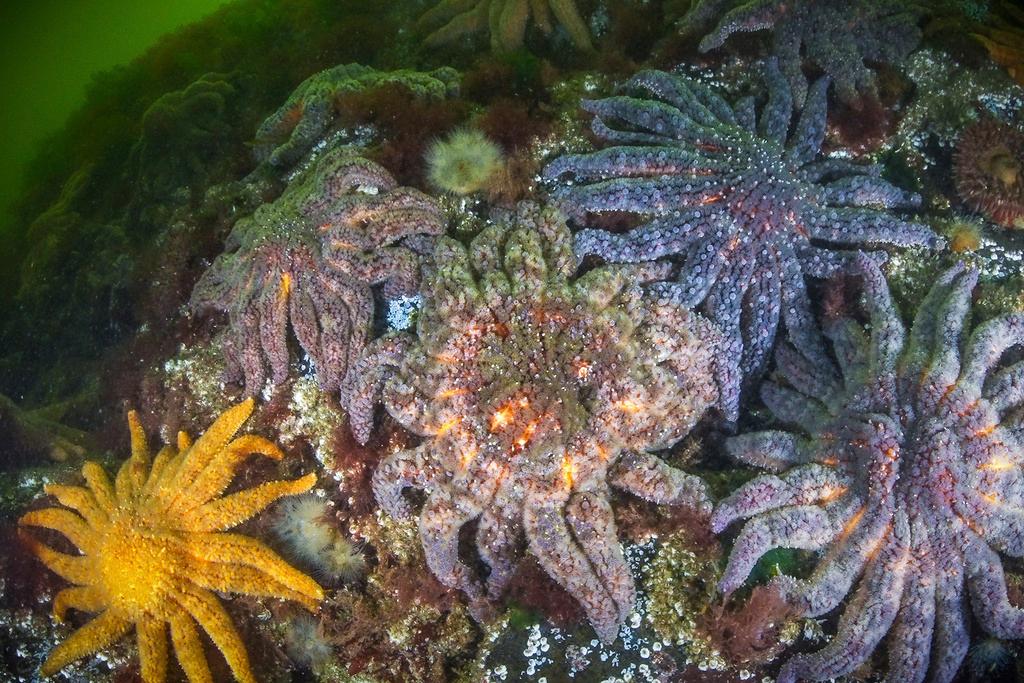 Healthy populations of sunflower sea stars in the Knight Inlet fjord of the Central Coast of British Columbia, Canada