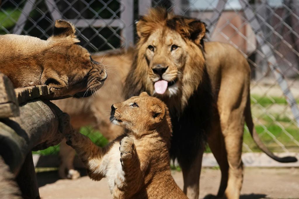 One of four Barbary lion cubs, that were born recently