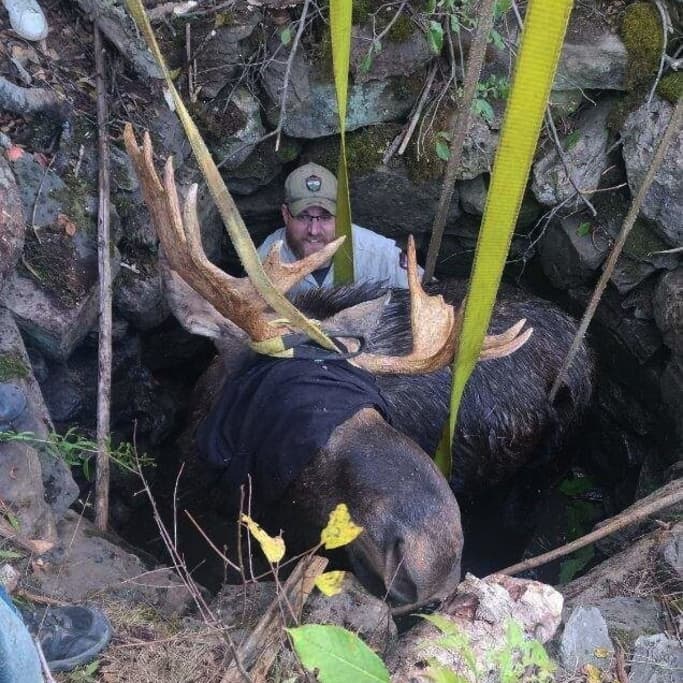Moose Rescue! Game Wardens Save Moose Trapped In Abandoned Well
