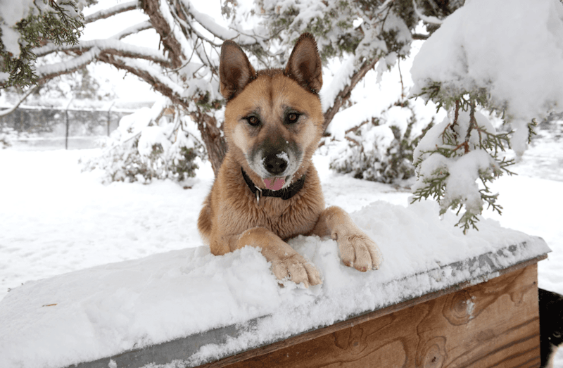 As Winter Gets Wild, Cold Weather Safety Tips For Your Dogs & Cats