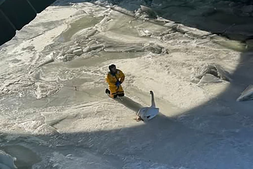 Fire Team Rescues Swan Stuck Frozen On Connecticut River