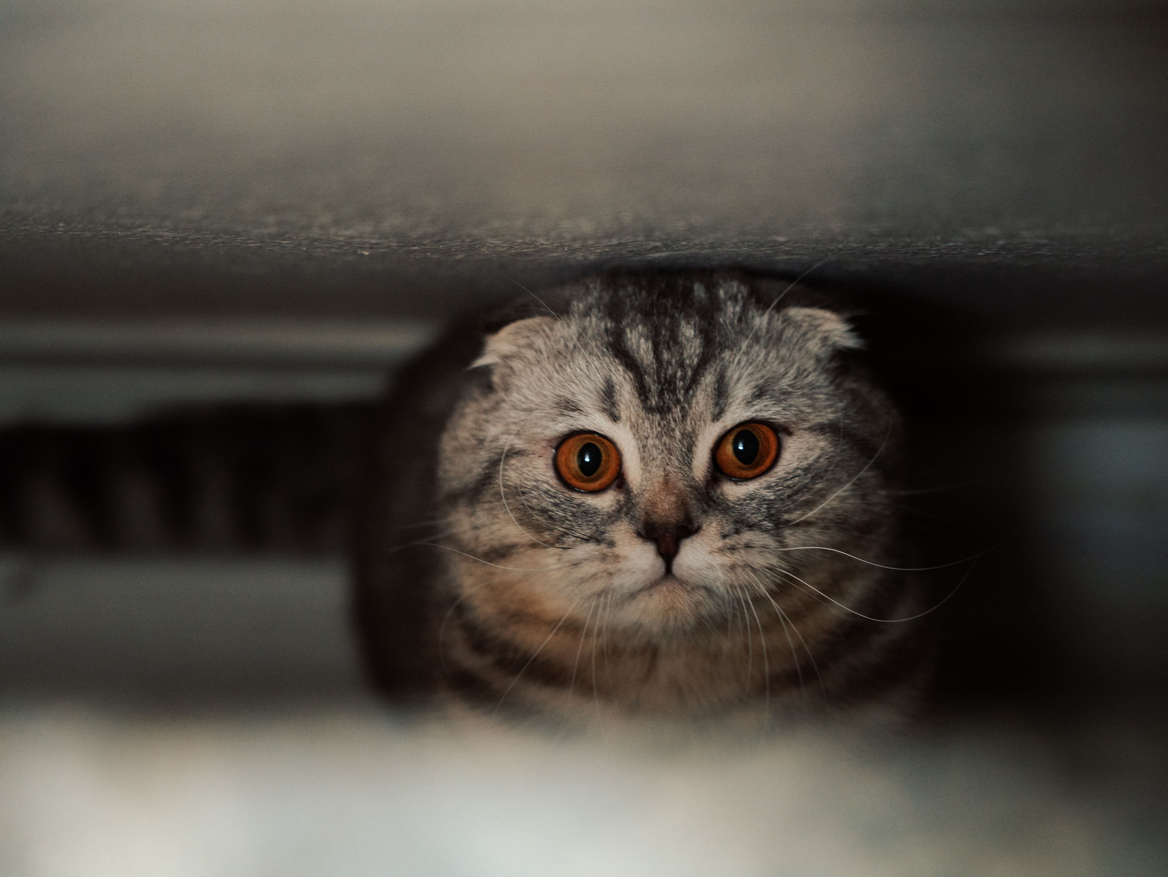 Fourth Of July Pet Safety Tips: Help Reduce Their Anxiety