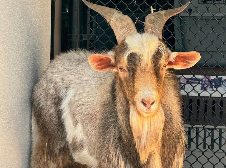 Goat believed to be named Chug after being rescued from a bridge 