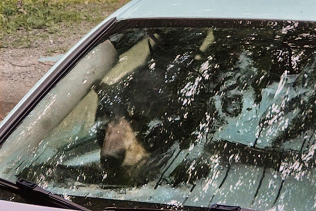 Bear that broke into a car in Winsted, CT, is visible through the vehicle's front window 