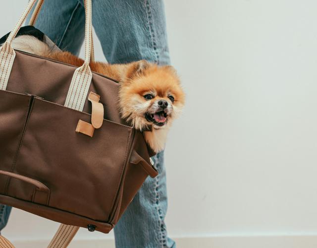 This highlights the growing demand for workplaces to integrate pet-friendly policies to improve employee satisfaction and retention