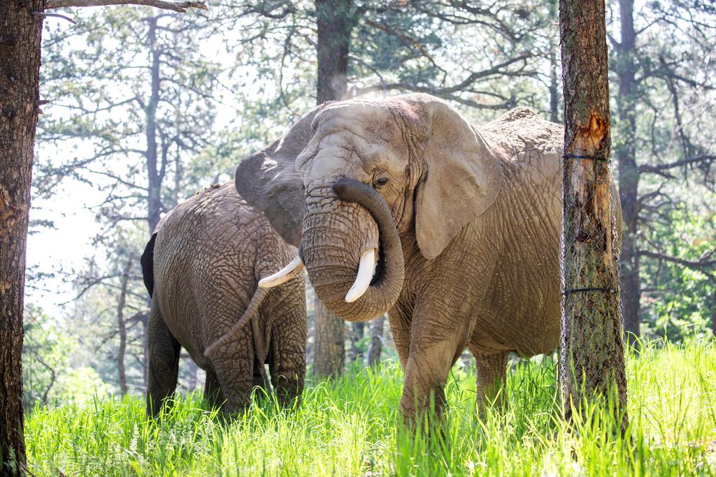 Elephants Kimba, front, and Lucky, back, at the Zoo in Colorado Springs, Colo.