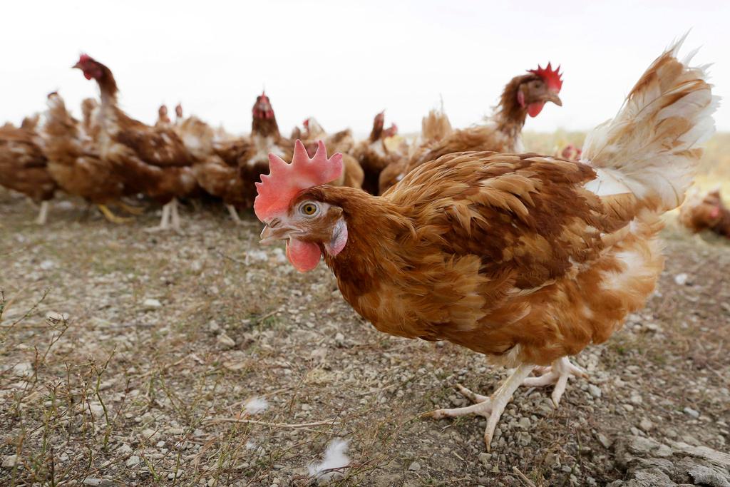 Chickens walk in a fenced pasture at an organic farm in Iowa 