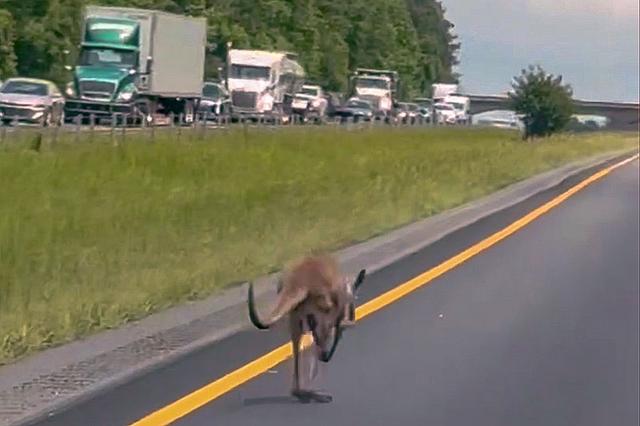 runaway kangaroo moves down a stretch of interstate in Tuskegee, Ala.