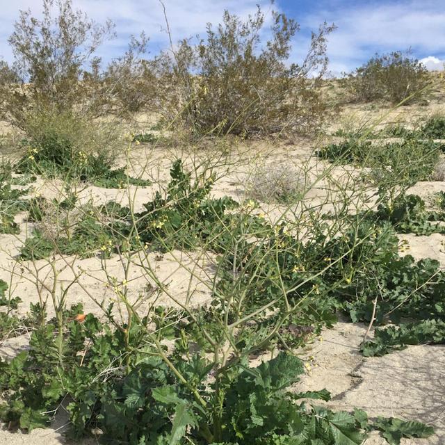 UC Riverside scientists found that Saharan mustard invades desert seed banks, reducing native biodiversity and harming wildlife