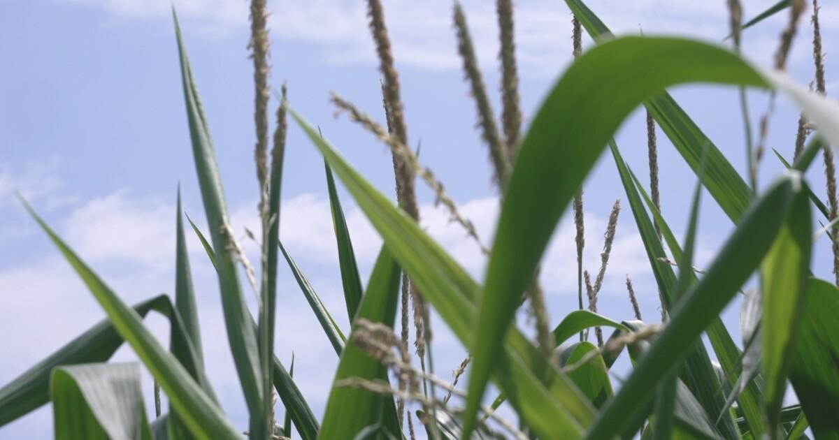 corn