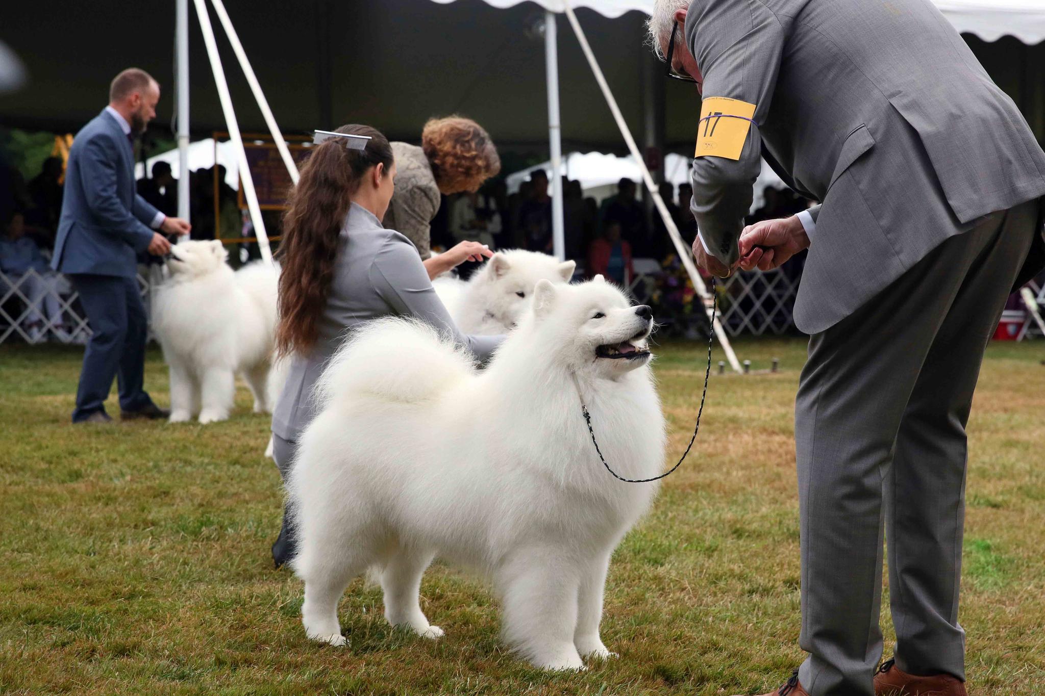 Samoyeds compete at the Westminster Kennel Club Dog Show, Wednesday, June 22, 2022, in Tarrytown, N.Y.