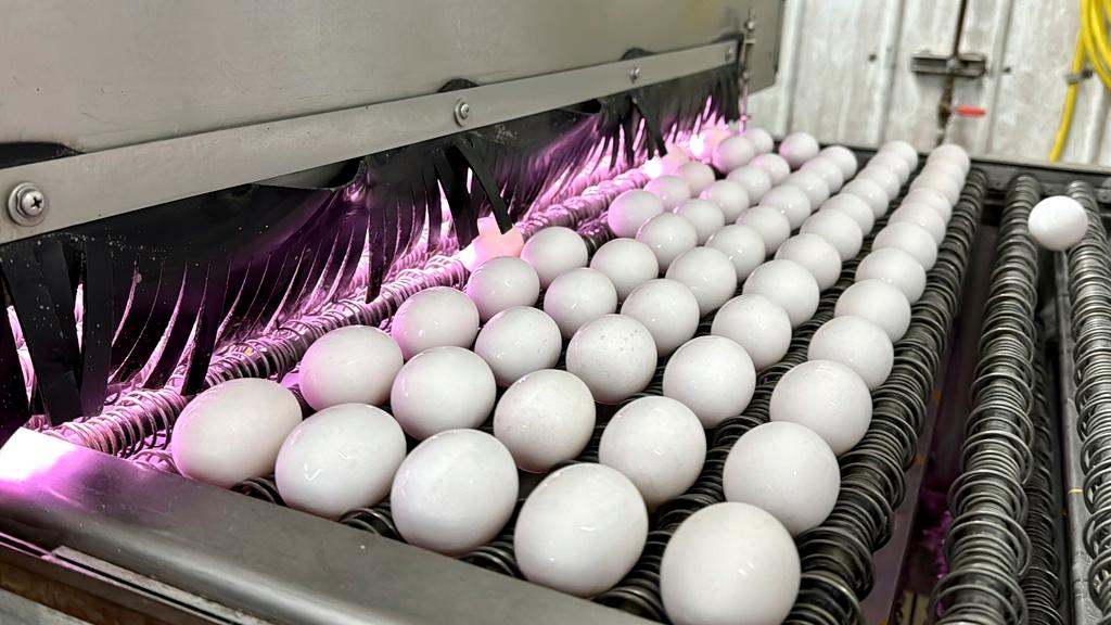 Eggs are cleaned and disinfected at the Sunrise Farms processing plant in Petaluma, Calif.
