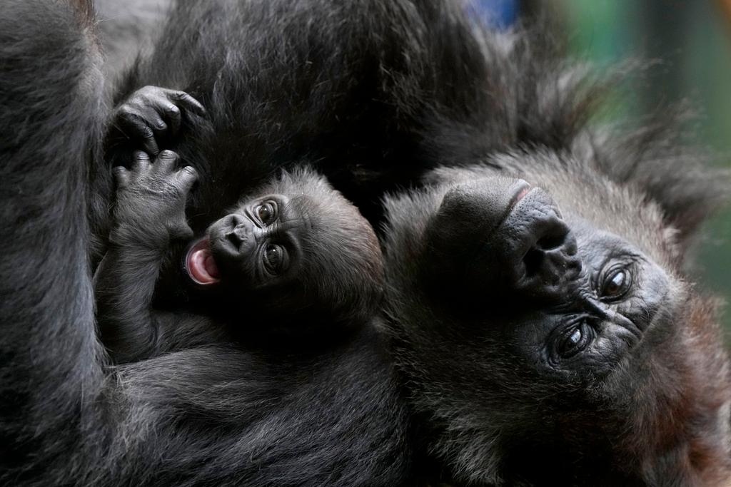 A critically endangered Western Lowland Gorilla mother holds her baby, one of two babies born at the zoo in Jan. and Feb. this year, at London Zoo in London, Monday, March 25, 2024.